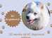 Japanese Spitz for stud only