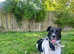 Rescued mixed, 2y &1/2, fem, loving