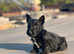 Scottish Terrier pup for sale