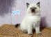 Ragdoll kitten. Boy ready for a new home