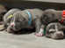 Pocket Bullyz