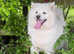 We Are Expecting Samoyed Puppies!