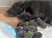 7 Stunning Blue Staffordshire Bull Terrier Puppies looking for  Forever Loving Homes