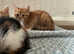 Kittens ready to find a new home