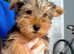 Yorkshire terrier pups