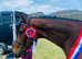Champion show horse