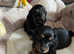 2 stunning miniature longhair dachshund