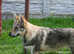 Czechoslovakian Wolfdog Puppies