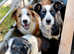 Tri coloured collie pups looking for forever home