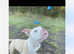 (Creed) exotic pocket bully for sale