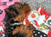 4 month old female yorkipoo for rehome