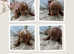 1 Beautiful MALE Red F1 Cavapoo Puppy