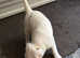 PEDIGREE REGISTERED PARSON RUSSELL  TERRIER PUPPY