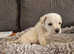 Schnoodle puppies