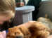 Female Chow Chow