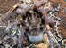 Sub Adult/Adult Female Theraphosa Blondi - Goliath Birdeater incl Set Up
