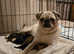 Adorable fluffy  pugapoo ONLY ONE BOY AVAILABLE Ready now !!! ON HOLD