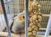 Baby Cinnamon Cockatiels