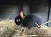 Black and tan buck kit available 9 weeks