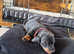 Gorgeous Pedigree mini / midi Dachshunds - Lancashire - available from 29th April