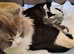 Mixed ragdolls