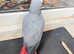 Hand tamed African gray parrot