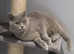 GCCF Active British Shorthair Lilac Girl