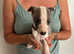 Whippet puppies Ready Now