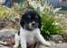 KC Registered Cocker Spaniel Puppies