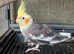 Year old cockatiel