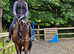 16.2hh bay gelding