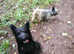 Skye Terrier kc registered Puppies Vaccinated 2 boys left