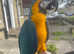 10 month old macaw