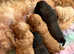 Cavapoo puppies 4 left