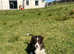 Collie pups brown/white