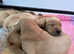 Quality KC Registered Labrador Retriever Puppies