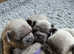Adorable French Bulldog Puppies for Sale