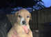 Lovley Wheaten Terrier X Pups