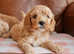 Stunning Health Tested F1b Cavapoo Puppies
