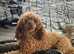 Red toy poodle for stud only