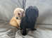 Minature Goldendoodles