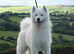 Stunning KC Samoyed pups for sale. (Last few left)