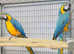 Stunning breeding pair macow parrot