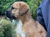 Border terrier x russle