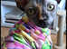 Sphynx 14 months old needing rehomed.