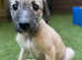 Bedlington whippet
