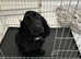 8 month old puppy for sale