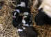 Border collie pups