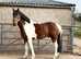 Ultimate Family Cob