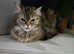 Beautiful Pure Persian Girl - stunning colours
